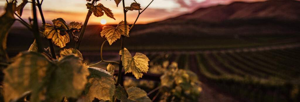 Bg - Quote - home - Cape & Grapes